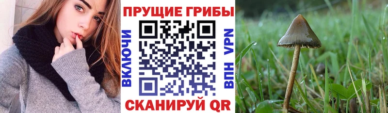 Псилоцибиновые грибы GOLDEN TEACHER  Купить закладки  Олёкминск 